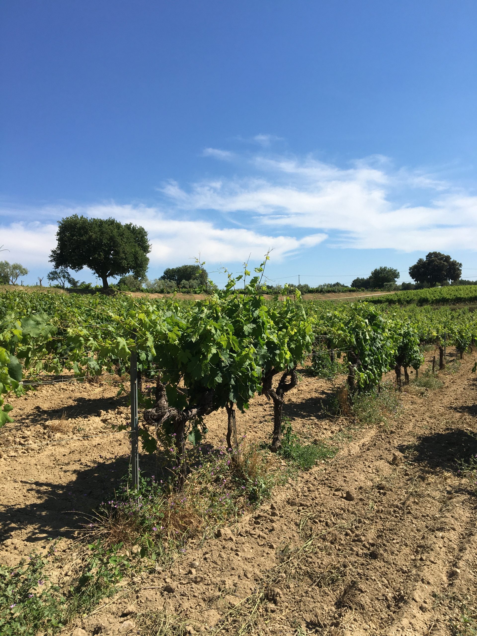 Vignes côteaux d'Aix