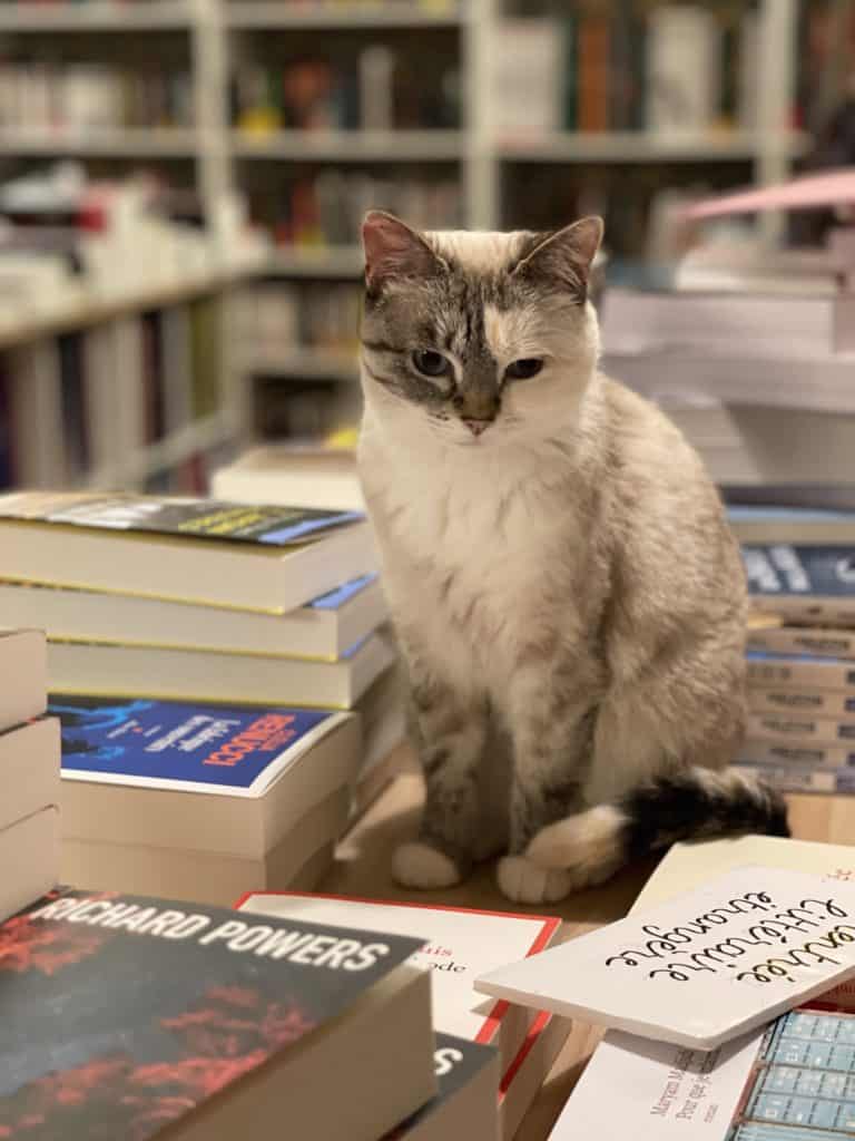 Mon Chat Pitre librairie