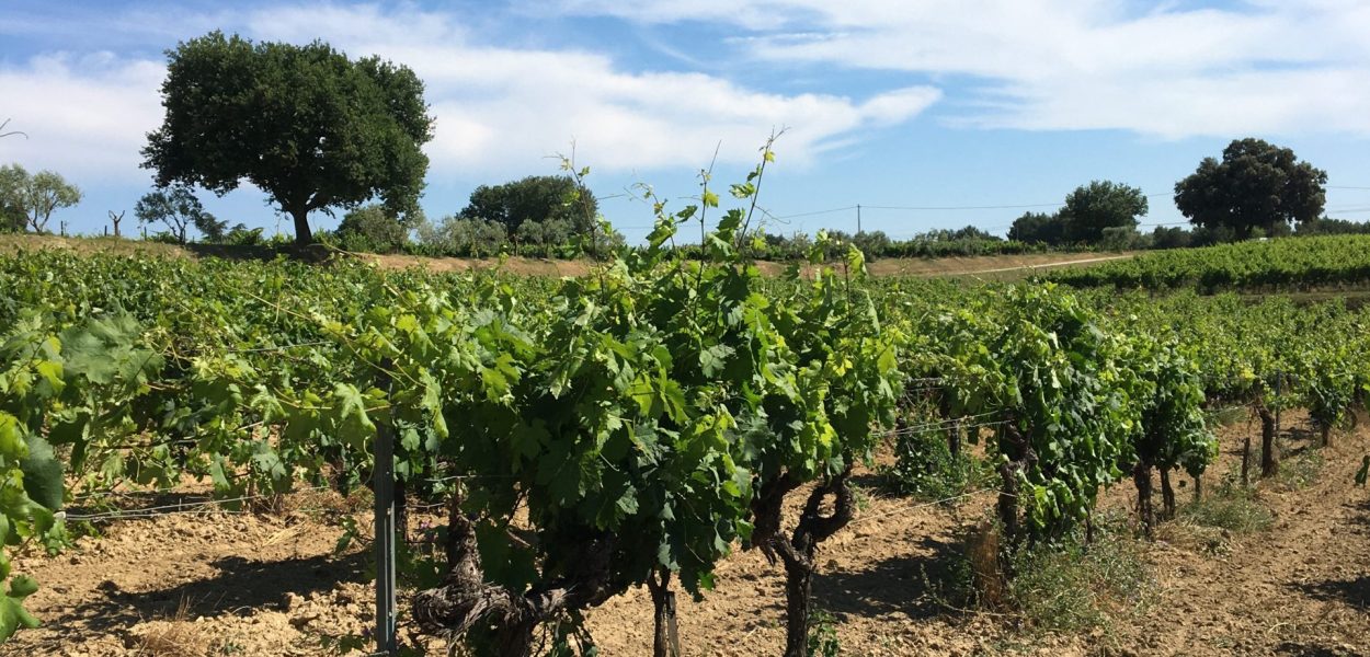 Vignes côteaux d'Aix