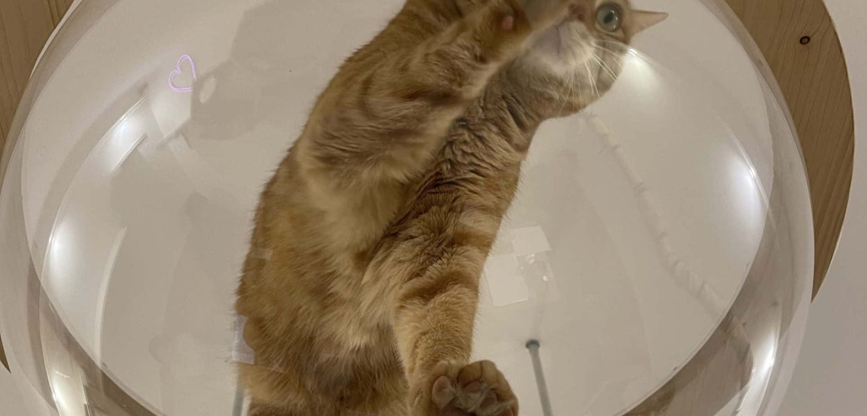 Meow café - chat dans une bulle